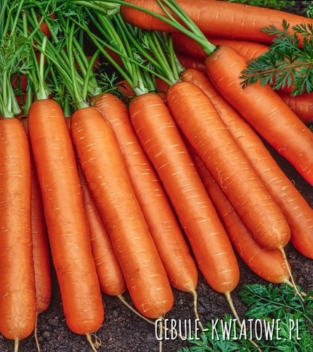 Marchew Nantes 5 - Fanta - śr. wczesna