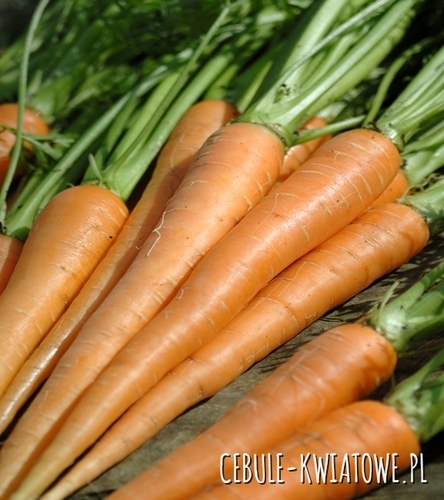 Marchew Finezja - późna