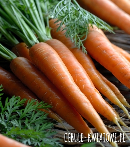 Marchew Fatima - późna