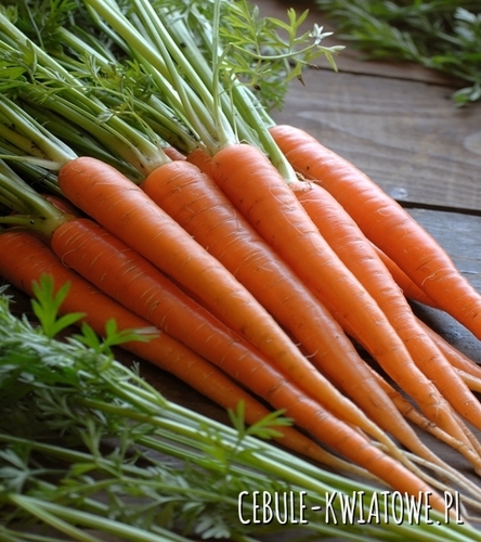 Marchew Flamanka - późna