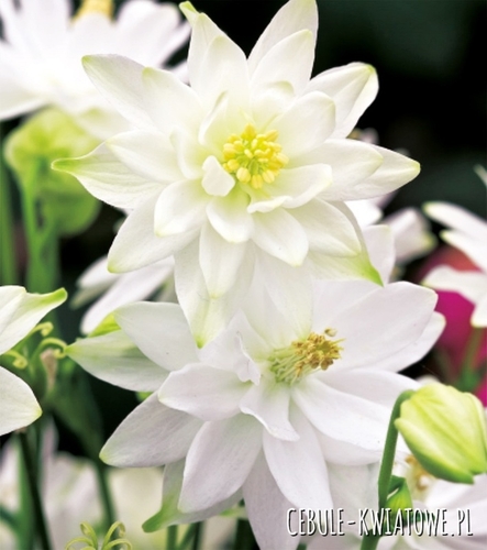 Aquilegia Orlik Pełny Biały 1 szt.