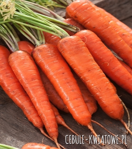 Marchew Kongo F1 - śr. późna