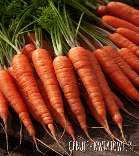 Marchew Nefryt F1 - typ karotka, wczesna