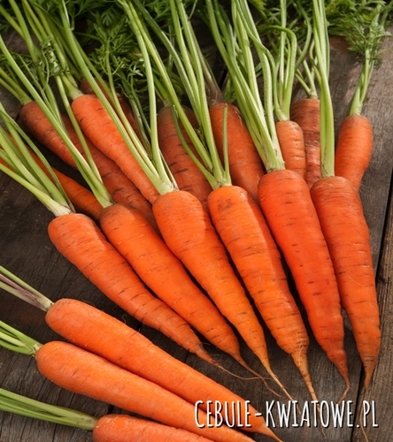 Marchew Norton F1 - śr. późna