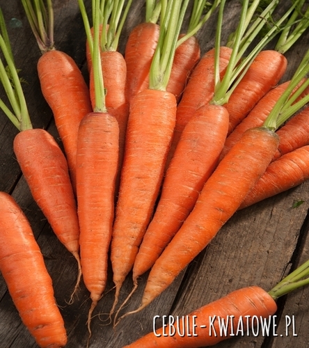 Marchew Rodos F1 - typ karotka, śr. wczesna