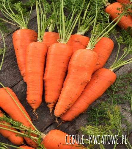 Marchew Galicja F1 - średniowczesna