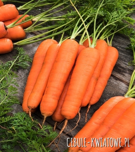 Marchew Kamila F1 - wczesna