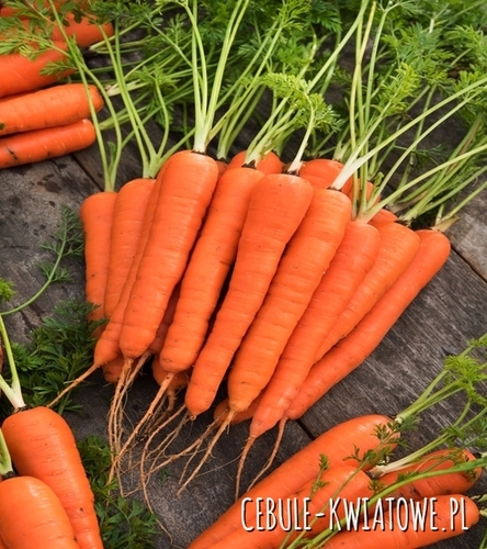 Marchew Kinga F1 - wczesna