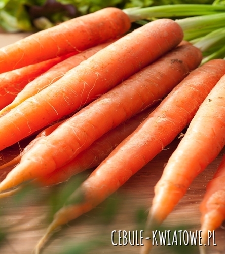 Marchewe Krakowia F1 - wczesna