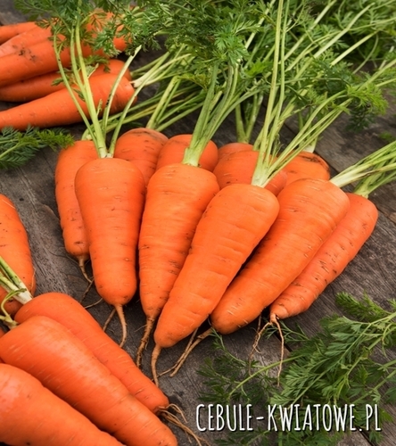 Marchew Jadalna Salsa F1 - późna