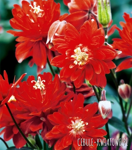 Aquilegia Orlik Pełny Czerwony 1 szt.