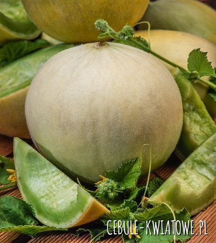 Melon Oliwin - miąższ jasno-zielony