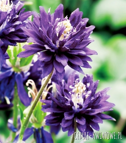 Aquilegia Orlik Pełny Niebieski 1 szt.