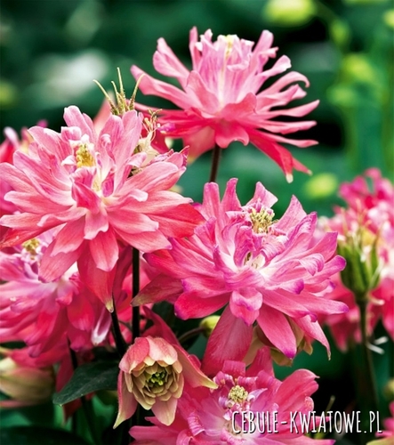 Aquilegia Orlik Pełny Różowy 1 szt.