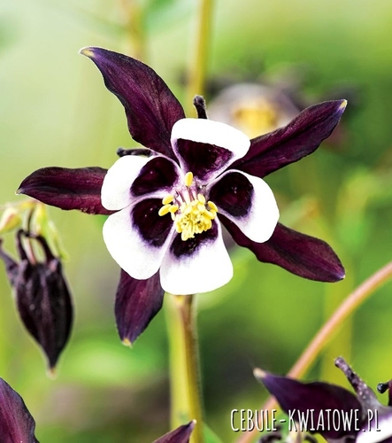 Aquilegia Orlik Pojedynczy William Guiness 1 szt.