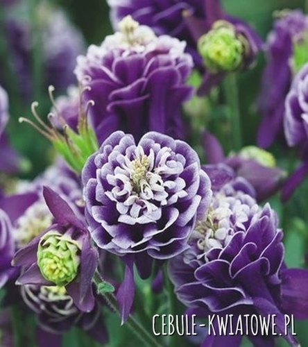 Aquilegia Orlik Double Dark Blue and White 1 szt.