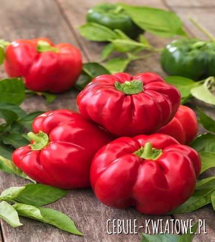 Papryka Słodka Czerwona Dumas - typ pomidorowy