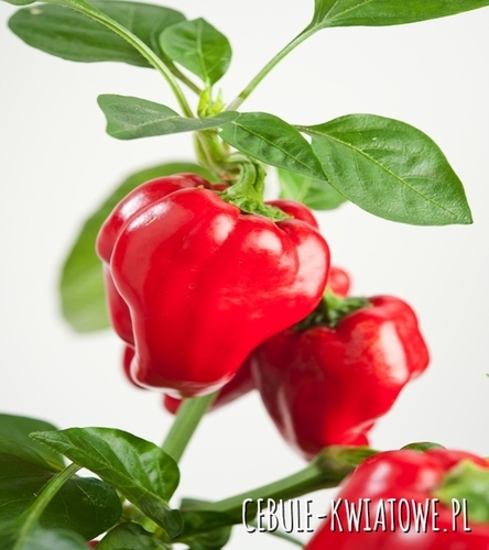 Papryka Słodka Czerwona Caryca F1 - grunt, kształt sercowaty