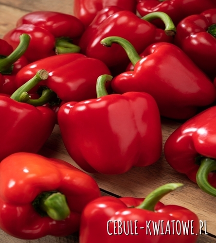 Papryka Słodka Czerwona Kaskada - tunel, kształt block