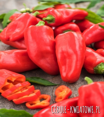 Papryka Słodka Czerwona Mercedes - grunt, kształt stożkowy