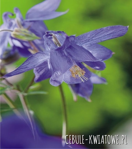 Aquilegia Orlik Pojedynczy Alpina 1 szt.