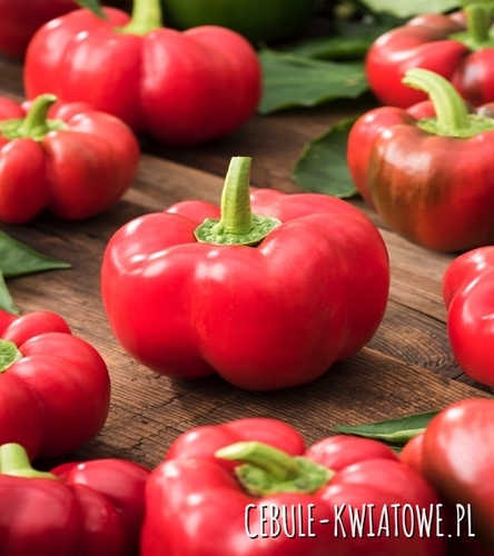 Papryka Słodka Czerwona Gloria - średniowczesna, typu blok