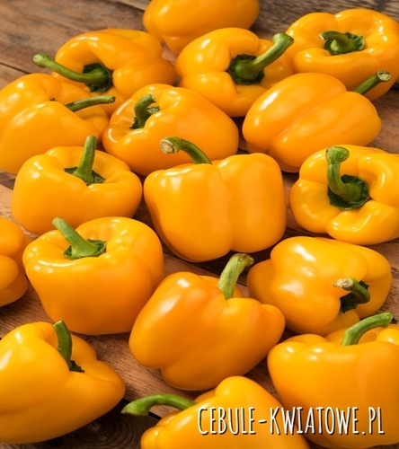 Papryka Słodka Calipso - tunel/grunt, block, żółta