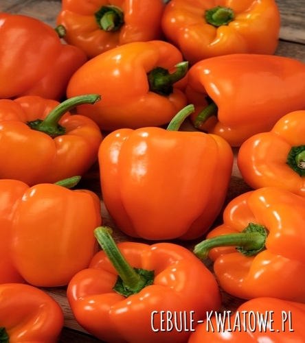 Papryka Słodka Lamia - tunel/grunt, block, j. pomarańczowa