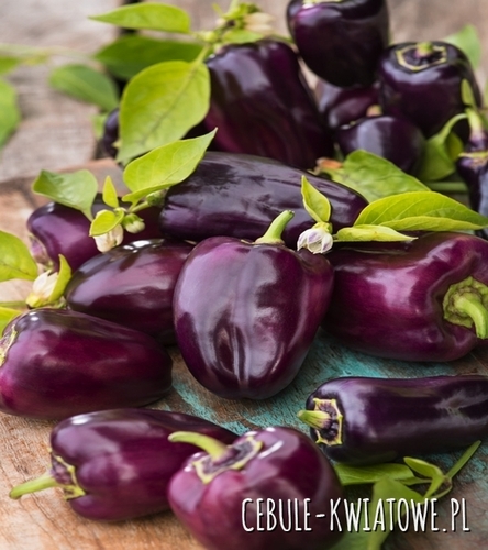 Papryka Słodka Oda - kształt-block, fioletowa