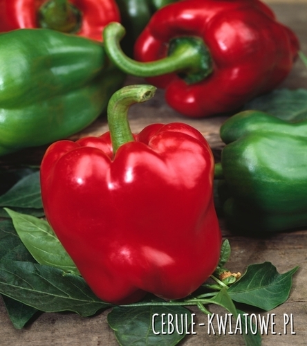 Papryka Słodka Bogna - j. seledynowa do czerwonej