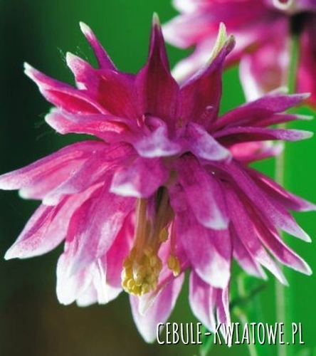 Aquilegia Orlik Nora Barlow 1 szt.