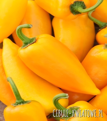 Papryka Słodka Corno Di Toro Giallo - wczesna, żółta