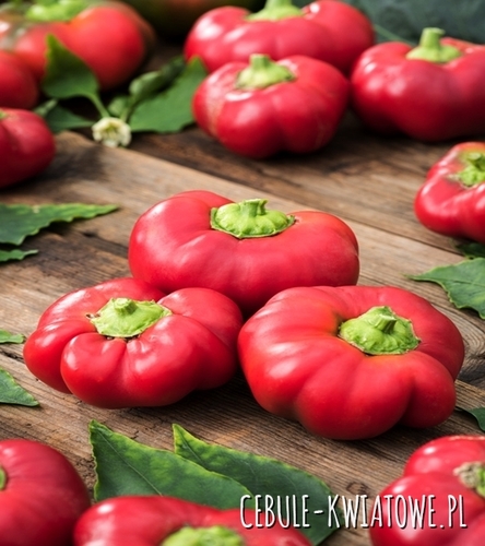 Papryka Słodka Iga - średniowczesna, zielona do czerwonej