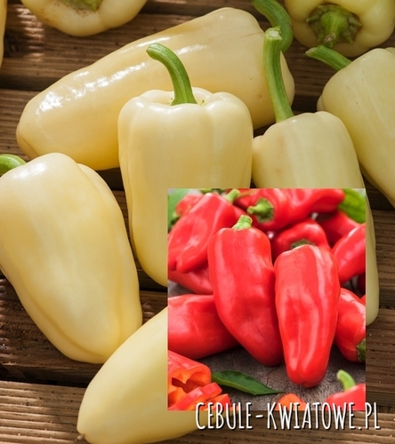 Papryka Słodka Mira - wczesna, kremowa do czerwonej
