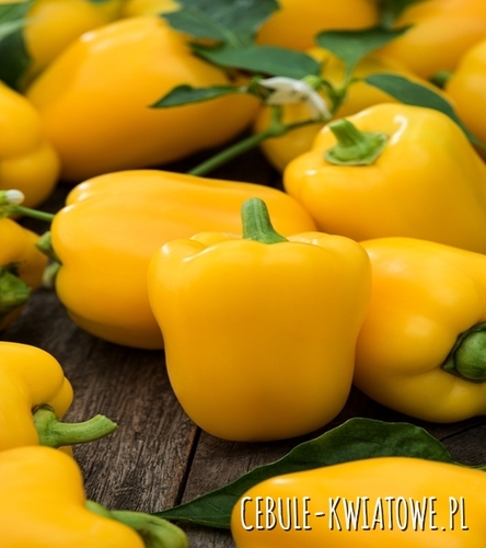 Papryka Słodka Oliwia - wczesna, żółta