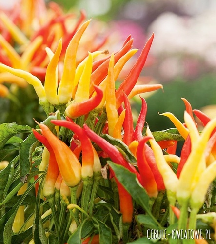 Papryka Słodka Poupila - wczes. stożk., żółta do j. czerw., słodka