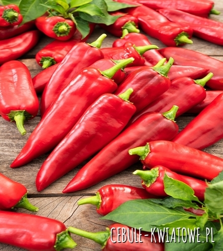 Papryka Ostra Cyklon - owoc cienki, długi, czerwony