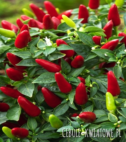 Papryka Ostra Yvona - wczesna , bardzo ostra