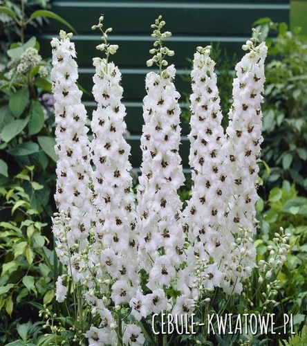 Delphinium Ostróżka Galahad - doniczka 1 szt.