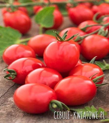 Pomidor Karłowy Chrobry F1 - śr. póżny, owoc ok 80-90 g