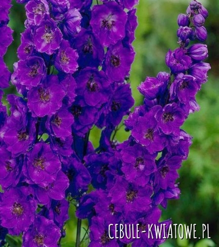 Delphinium Ostróżka Black Knight 1 szt.