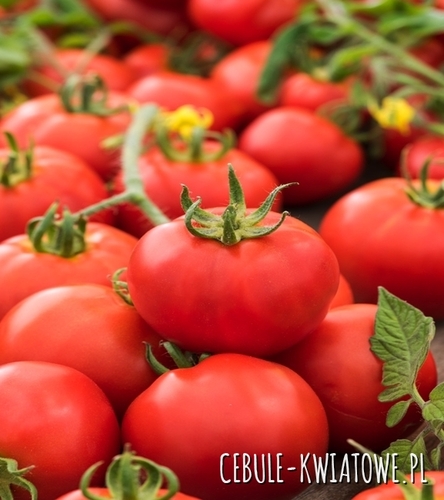 Pomidor Karłowy Bohun - b. wczesny, owoc ok. 120-140 g