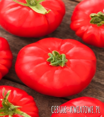 Pomidor Karłowy Jutrosz F1 - śr. wczesny, owoc ok. 140-200 g