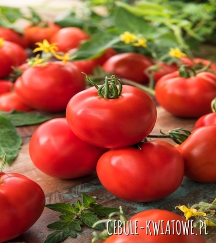 Pomidor Karłowy Lolek - do długiego przechowywania, ok 100-120 g