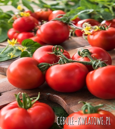 Pomidor Karłowy Lubań - śr. wczesny , owoc ok. 90-100 g