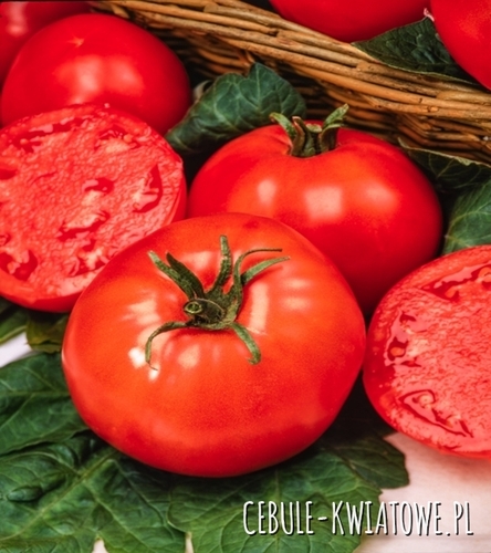 Pomidor Karłowy Poranek - wczesny, czerwony