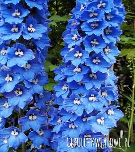 Delphinium Ostróżka Blue Bird - doniczka 1 szt.
