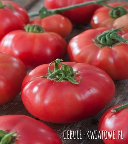Pomidor Adonis - typ malinowy wysoki, wczesny, owoc ok 180-200 g