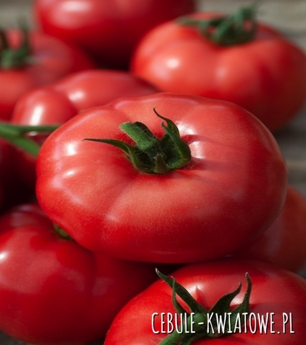 Pomidor Maliniak - typ malinowy, karłowy, sztywnołodygowy, ok 80-100 g