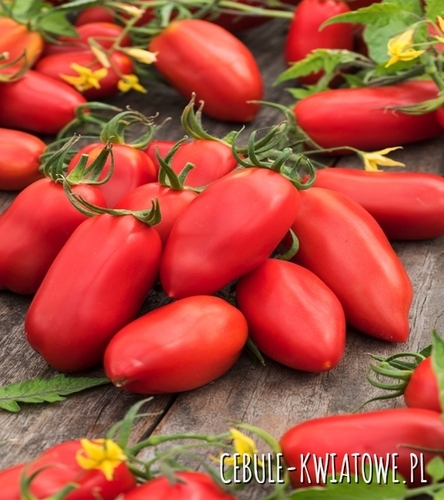 Pomidor Malinowy Bosman - typ malinowy karł. wiotkołod. cylindr. ok. 80 g